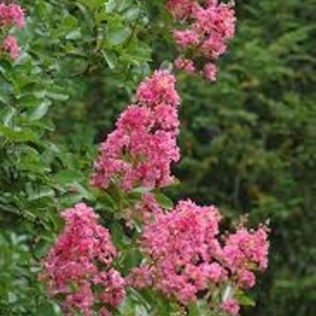 Lagerstroemia indica x fauriei - 'Hopi' Crapemyrtle