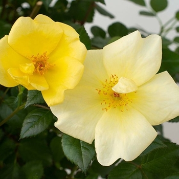 Rosa x - Knock Out® Easy Bee-zy™ Rose