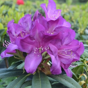 Rhododendron - 'Purple Splendor' Azalea
