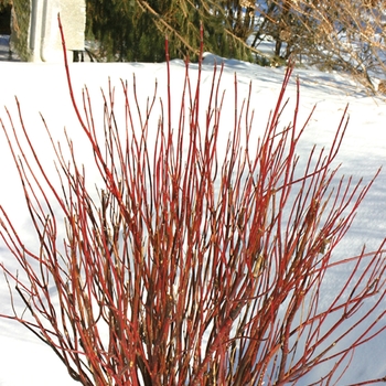 ''Arctic Fire® Red'' Red-Osier Dogwood