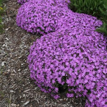 Bedazzled Pink Spring Phlox