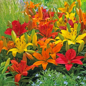 Assorted Asiatic hybrid lilies