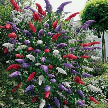 Fourth of July Butterfly Bush