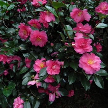 Shishi-Gashira Camellia