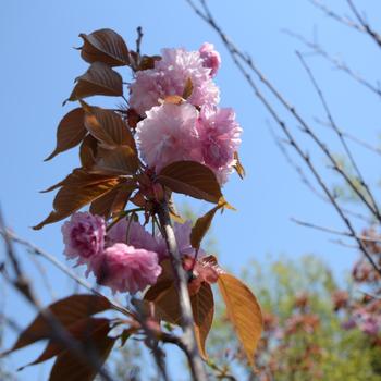 ''Kwanzan'' Flowering Cherry