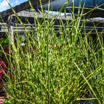 Strictus Porcupine Grass