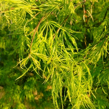 Green Cutleaf Japanese Maple