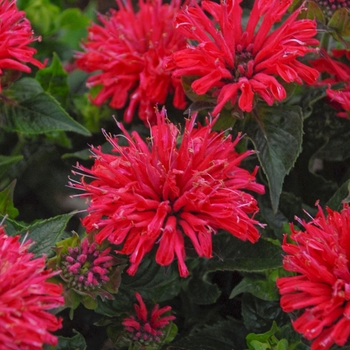 ''Pardon My Cerise'' Bee Balm ''Pardon My Cerise'' Bee Balm