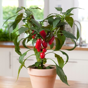 'Jalapeño' Pepper 'Jalapeño' Pepper