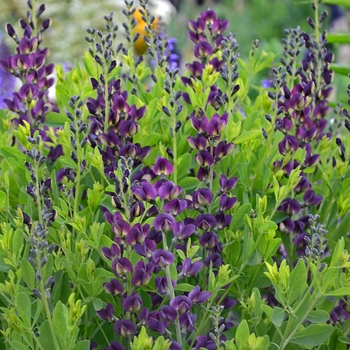 'Grape Taffy' False Indigo 'Grape Taffy' False Indigo