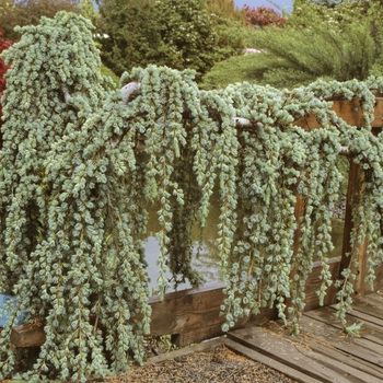 Weeping Blue Atlas Cedar Weeping Blue Atlas Cedar