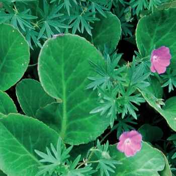 ''Winterglut (Winter Glow)'' Heartleaf Bergenia, Pigsqueak ''Winterglut (Winter Glow)'' Heartleaf Bergenia, Pigsqueak