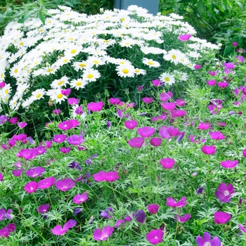 Purple Poppy Mallow Purple Poppy Mallow