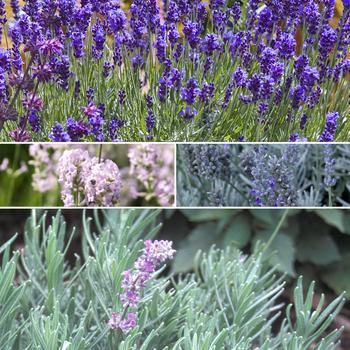 Multiple Varieties Lavender