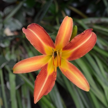 Orange Hybrid Daylily