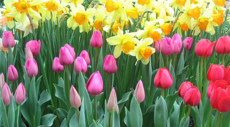 Daffodils and Tulips put on a beautiful display at Betty's