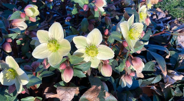 Beautiful spring-blooming columbine can be added to your garden in the fall months.