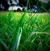 Fall Lawn Care Guide Part 2: Why Cool Temperatures Bring the Best Time for Seeding