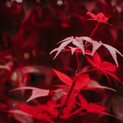 Japanese Maples: Jewels of the Garden
