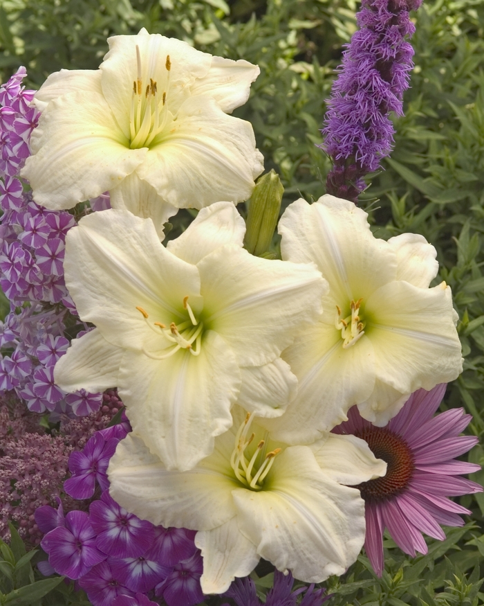 Daylily-Designer - Hemerocallis 'Joan Senior' from Betty's Azalea Ranch