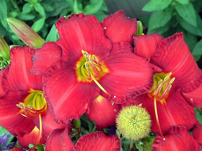 Chicago Apache Daylily - Hemerocallis ''Chicago Apache'' (Daylily) from Betty's Azalea Ranch