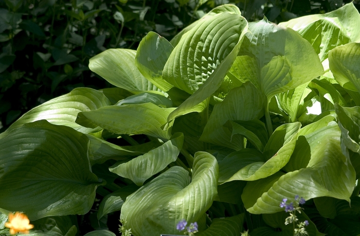 Sum and Substance Hosta, Plantain Lily - Hosta ''Sum and Substance'' (Hosta, Plantain Lily) from Betty's Azalea Ranch