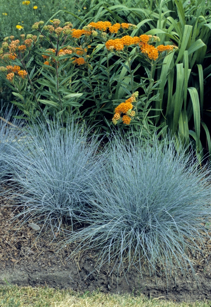 Elijah Blue Fescue - Festuca glauca 'Elijah Blue' from Betty's Azalea Ranch