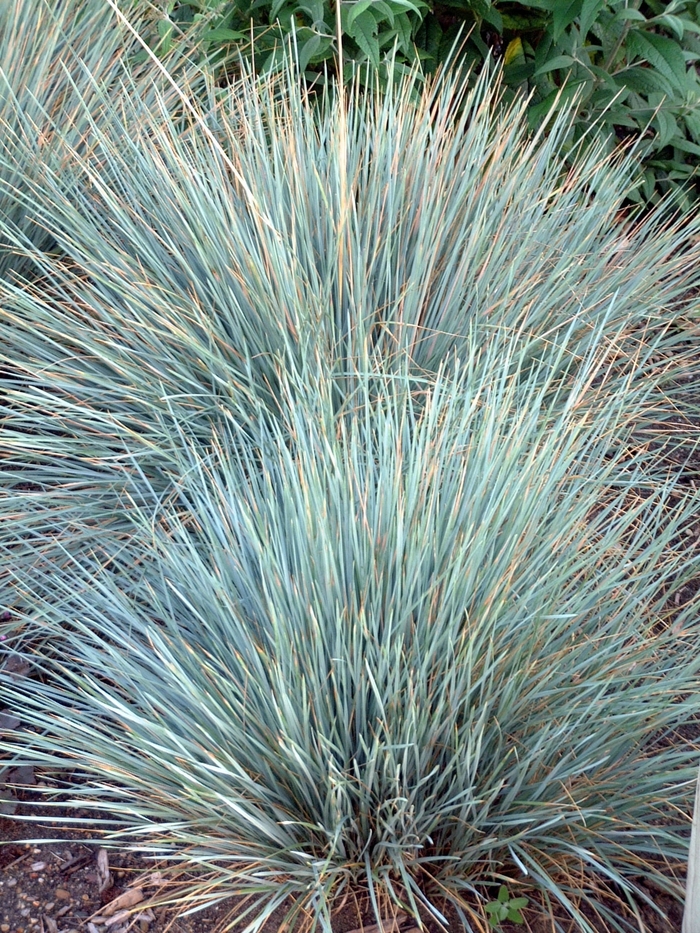 Blue Oat Grass - Helictotrichon sempervirens 'Sapphire' from Betty's Azalea Ranch