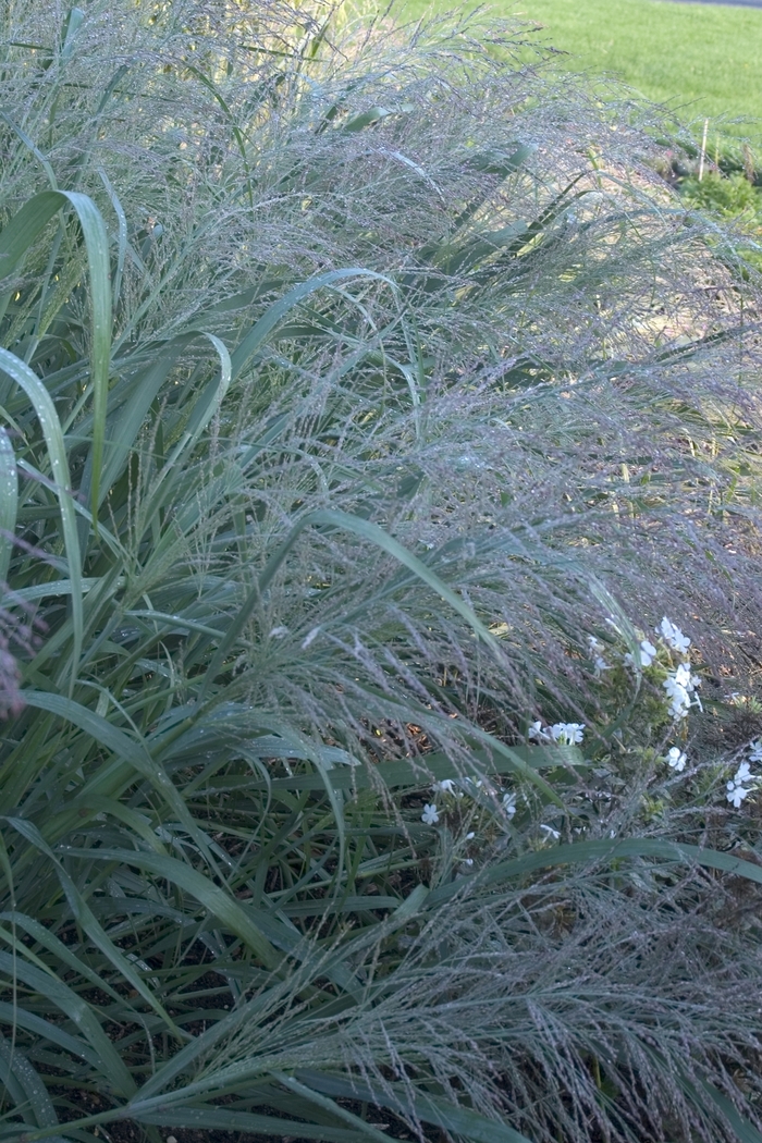 Dallas Blues Grass-Ornamental - Panicum virgatum ''Dallas Blues'' PP11202 (Grass-Ornamental) from Betty's Azalea Ranch