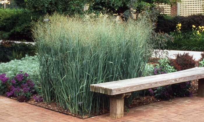 Heavy Metal Switch Grass - Panicum virgatum ''Heavy Metal'' (Switch Grass) from Betty's Azalea Ranch