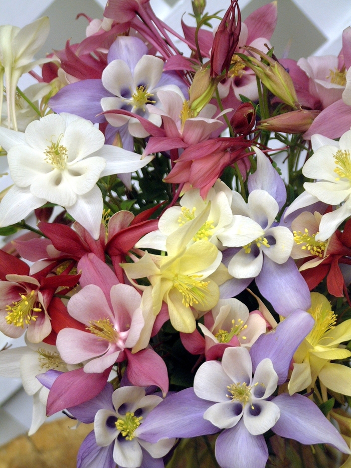 Columbine - Aquilegia caerulea 'Origami Mix' from Betty's Azalea Ranch