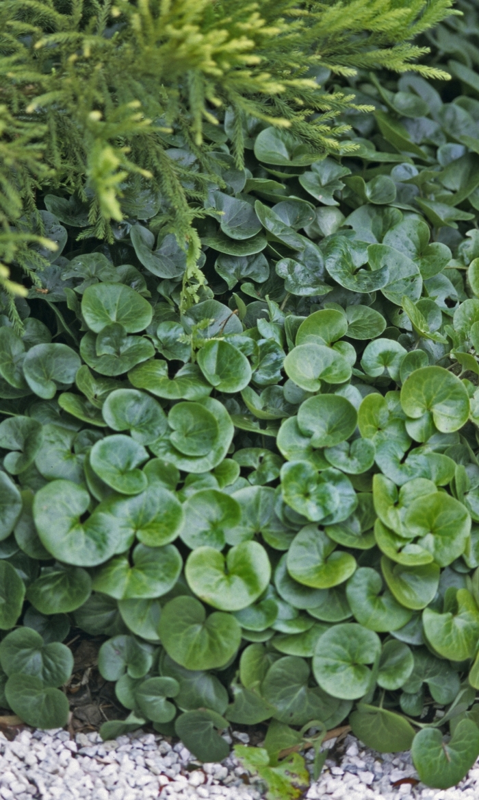 Wild Ginger - Asarum european from Betty's Azalea Ranch