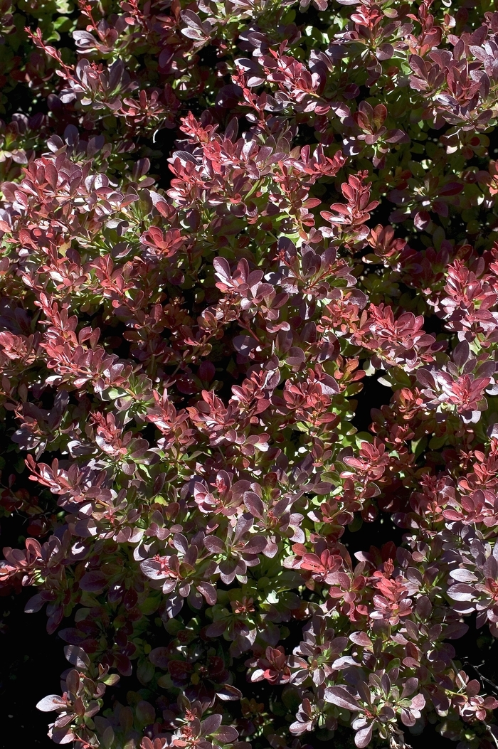 Japanese Barberry - Berberis thunbergii 'Crimson Pygmy' from Betty's Azalea Ranch