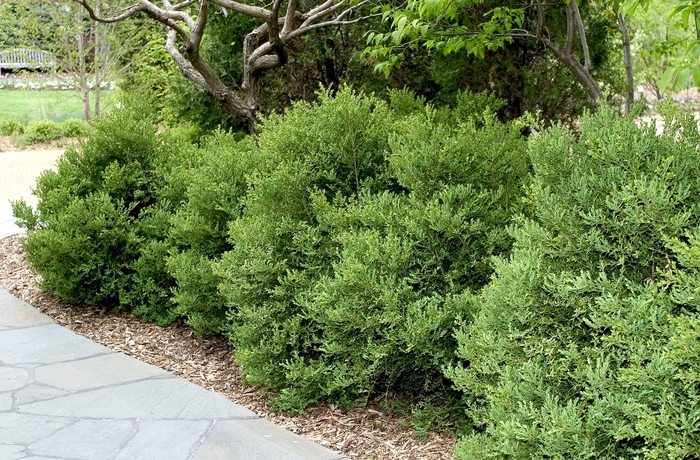 Wintergreen Boxwood - Buxus microphylla var. japonica ''Wintergreen'' (Boxwood) from Betty's Azalea Ranch