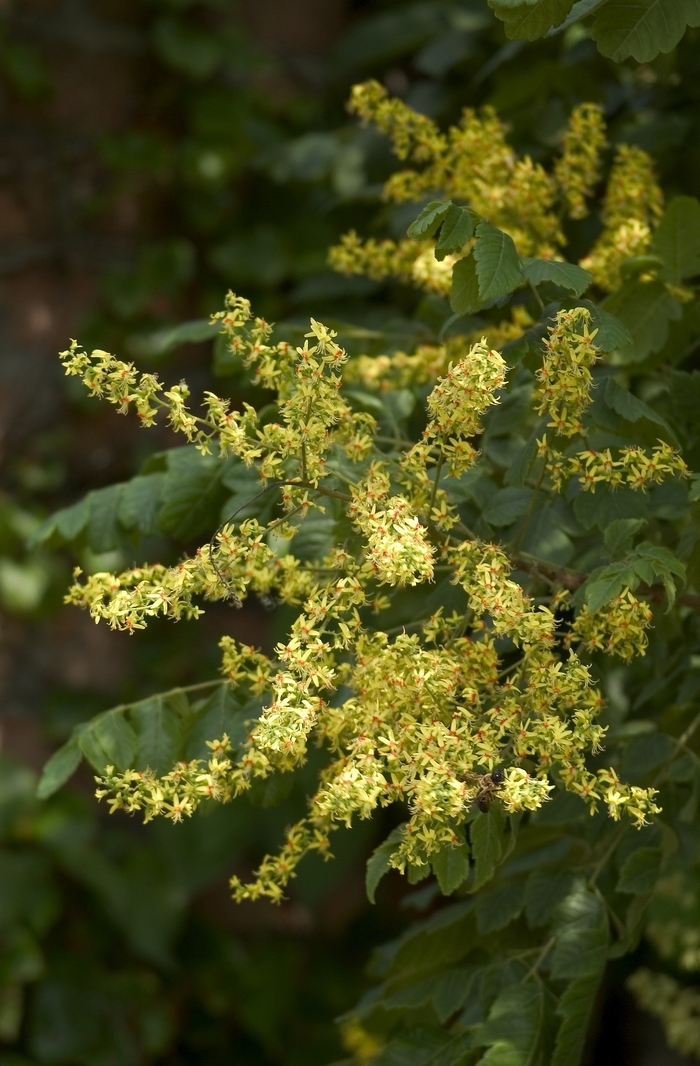 Golden Rain Tree - Koelreuteria paniculata from Betty's Azalea Ranch