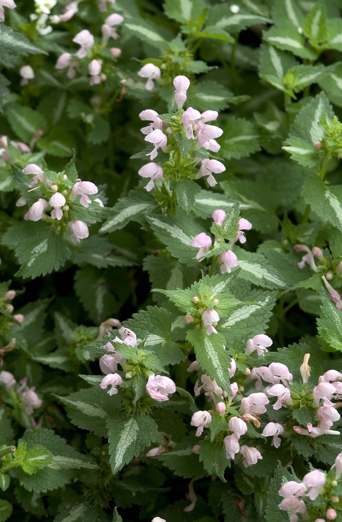 Shell Pink Spotted Deadnettle - Lamium maculatum ''Shell Pink'' (Spotted Deadnettle) from Betty's Azalea Ranch