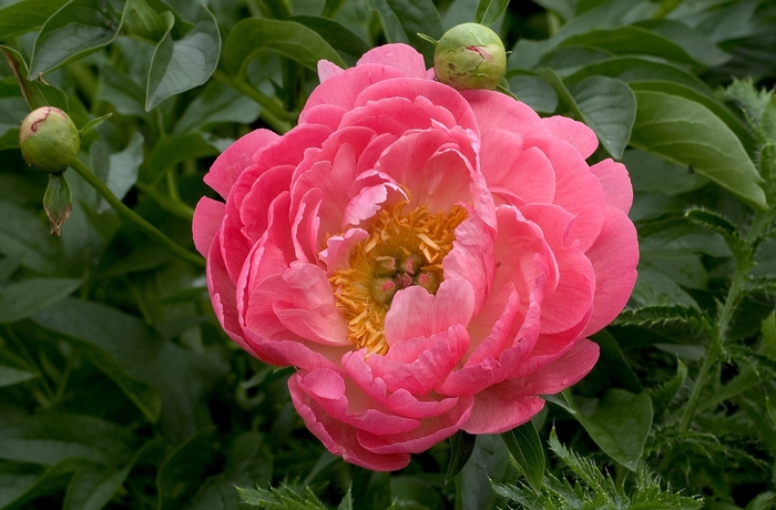 ''Coral Sunset'' Peony - Paeonia from Betty's Azalea Ranch