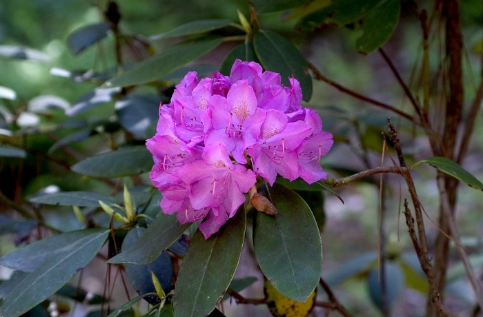 'Roseum Elegans' - Rhododendron from Betty's Azalea Ranch