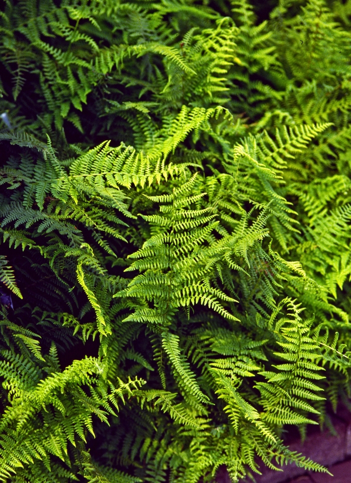 Hay Scented Fern - Dennstaedtia punctilobula (Hay Scented Fern) from Betty's Azalea Ranch