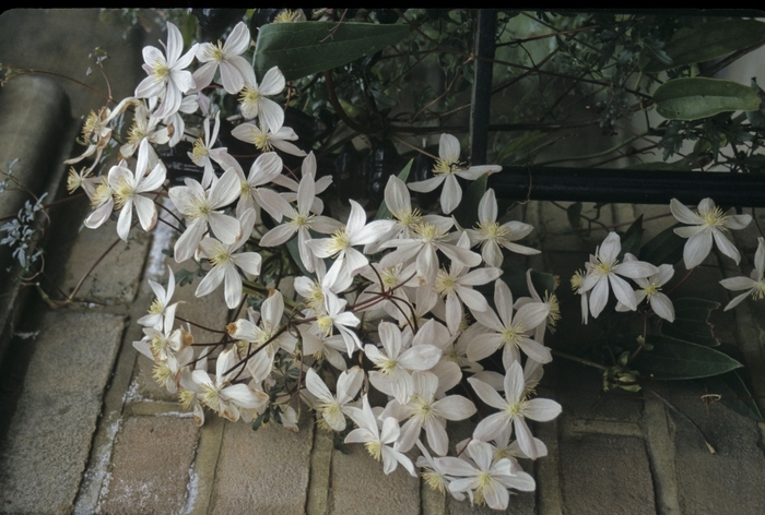 Clematis - Clematis armandii from Betty's Azalea Ranch