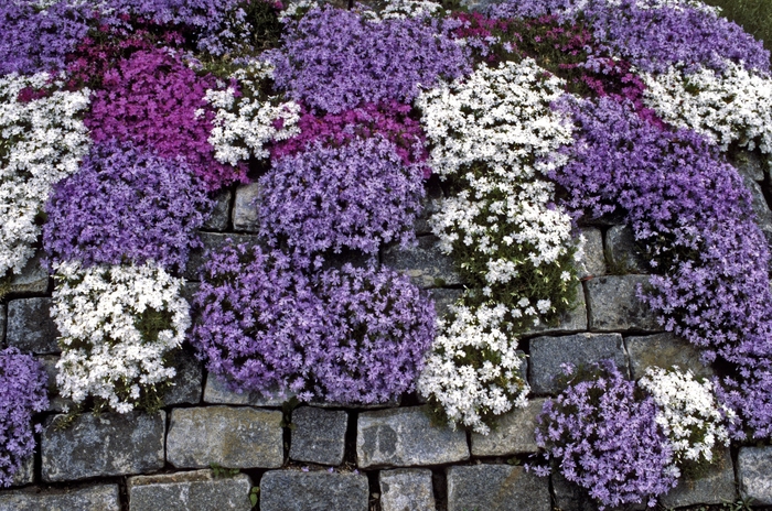 Creeping Phlox - Phlox subulata (Creeping Phlox) from Betty's Azalea Ranch