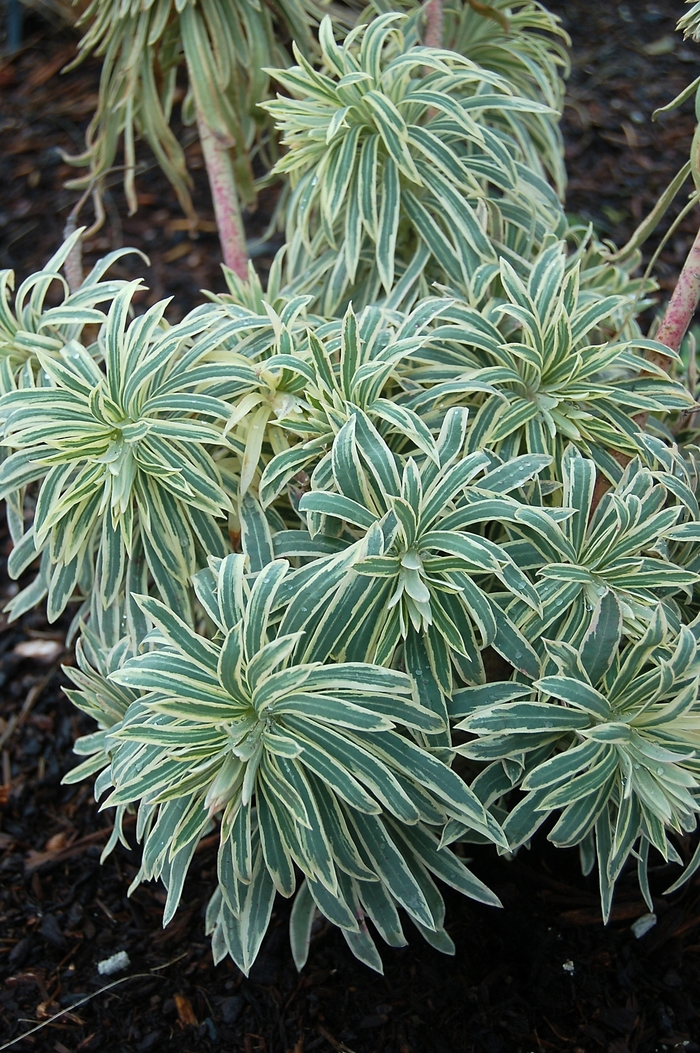 Tasmanian Tiger - Euphorbia characias 'Tasmanian Tiger' from Betty's Azalea Ranch