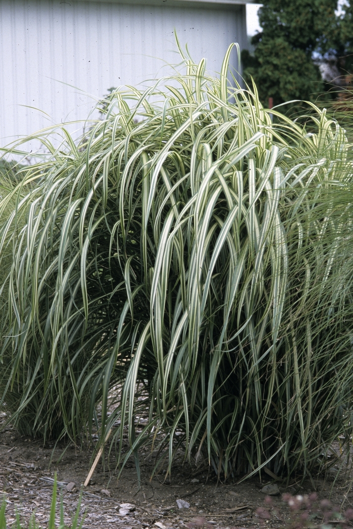 Cabaret Japanese Silver Grass - Miscanthus sinensis ''Cabaret'' (Japanese Silver Grass) from Betty's Azalea Ranch