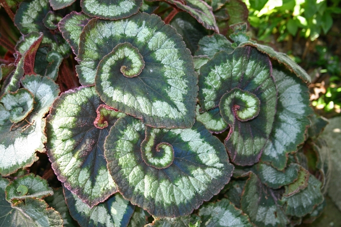 Escargot Rex Begonia - Begonia rex-cultorum ''Escargot'' (Rex Begonia) from Betty's Azalea Ranch