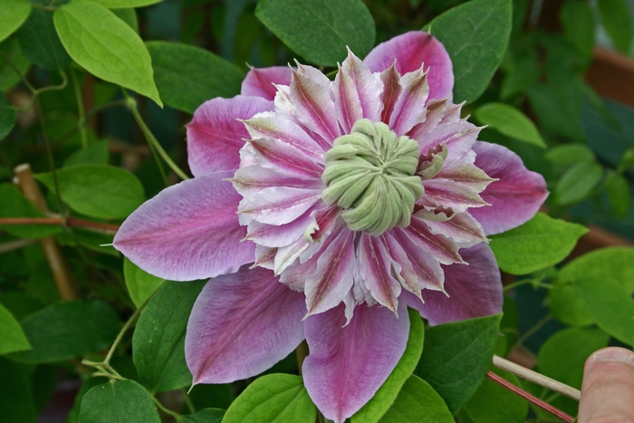 Clematis - Clematis 'Josephine' from Betty's Azalea Ranch