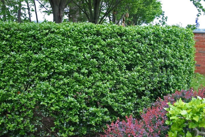 'Blue Boy' Holly - Ilex x meserveae from Betty's Azalea Ranch 'Blue Boy' Holly - Ilex x meserveae from Betty's Azalea Ranch