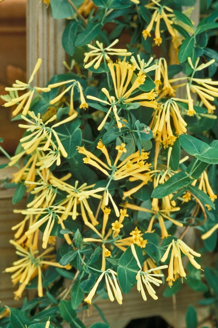 John Clayton Honeysuckle Vine - Lonicera sempervirens ''John Clayton'' (Honeysuckle Vine) from Betty's Azalea Ranch