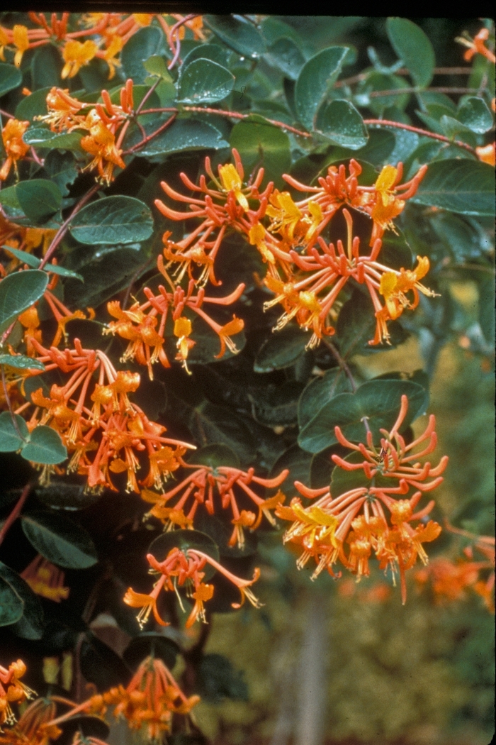 Mandarin Honeysuckle Vine - Lonicera ''Mandarin'' 11083 (Honeysuckle Vine) from Betty's Azalea Ranch