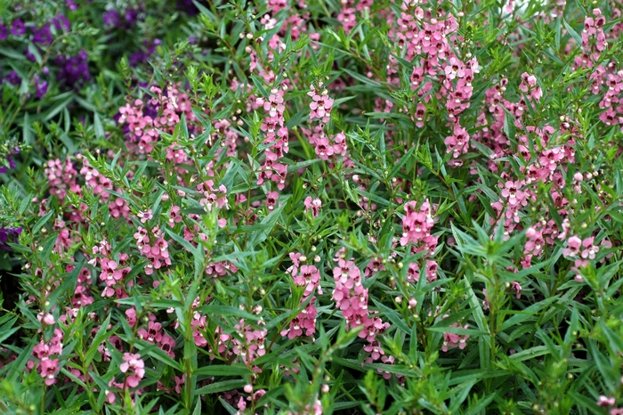 Angelmist™ Dark Pink Summer snapdragon - Angelonia angustifolia 'Angelmist™ Dark Pink' from Betty's Azalea Ranch