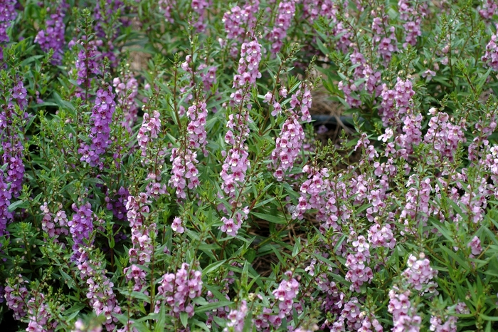 Summer snapdragon - Angelonia angustifolia 'Serena Lavender' from Betty's Azalea Ranch